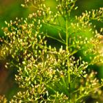 dwarf canadian horseweed